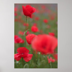 Mohn 2012 27 poster