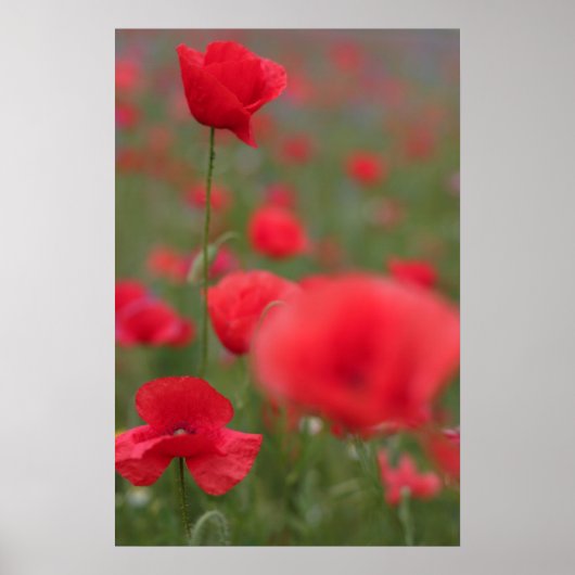 Mohn 2012 27 poster (Vorne)
