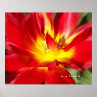 Mohn auf Feuer! Poster