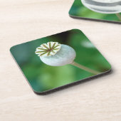 Mohn-Blume-Kopfsaat, Western Kap Getränkeuntersetzer (Linke Seite)