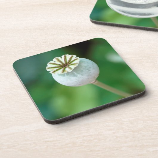 Mohn-Blume-Kopfsaat, Western Kap Getränkeuntersetzer (Linke Seite)