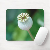 Mohn-Blume-Kopfsaat, Western Kap Mousepad (Mit Mouse)
