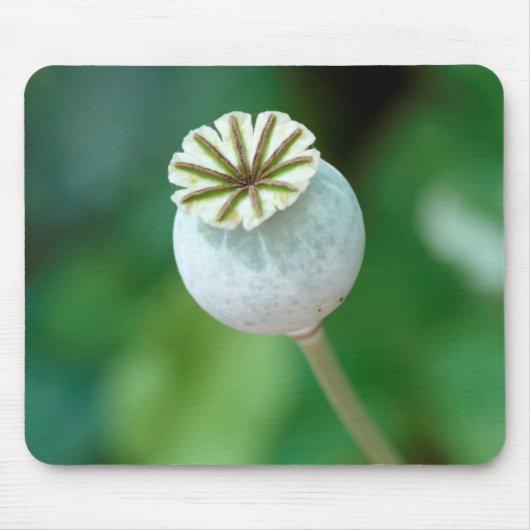 Mohn-Blume-Kopfsaat, Western Kap Mousepad (Vorne)
