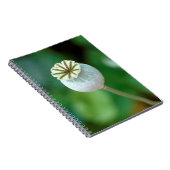 Mohn-Blume-Kopfsaat, Western Kap Notizblock (Rechte Seite)