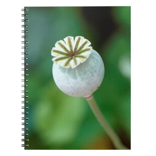Mohn-Blume-Kopfsaat, Western Kap Notizblock (Vorderseite)