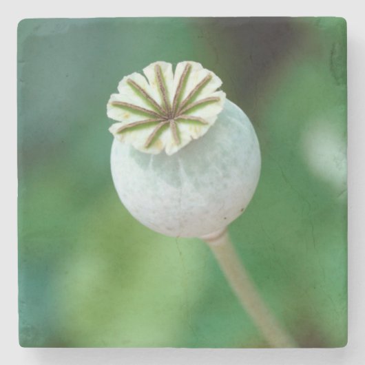 Mohn-Blume-Kopfsaat, Western Kap Steinuntersetzer (Vorderseite)