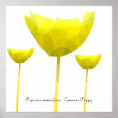 Mohn-Druck Poster (Vorne)