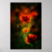 Mohn im Abend Poster (Vorne)