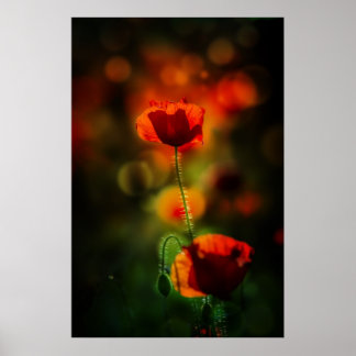 Mohn im Abend Poster