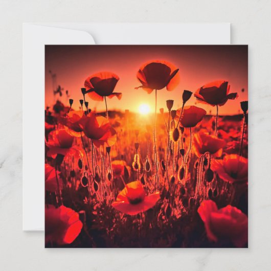 Mohn im Gegenlicht Karte (Vorderseite)