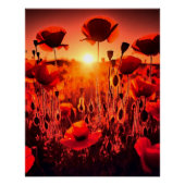Mohn im Gegenlicht Poster (Vorderseite)