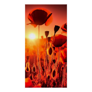 Mohn im Gegenlicht Poster