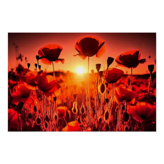 Mohn im Gegenlicht Poster (Vorderseite)