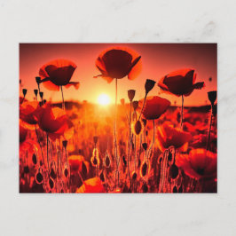 Mohn im Gegenlicht Postkarte