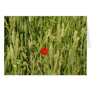 Mohn im Maisfeld