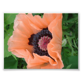 Mohn in Mandarine 2 Fotodruck