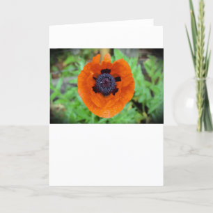 Mohn, Karte
