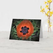 Mohn, Karte (Gelbe Blume)