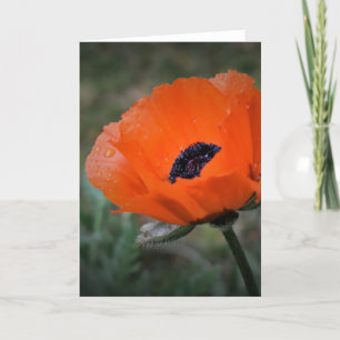 Mohn, Karte