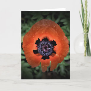 Mohn, Karte