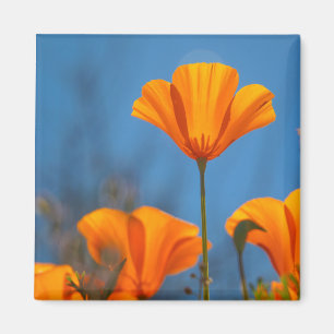 Mohn Magnet