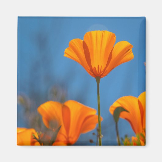 Mohn Magnet (Vorne)