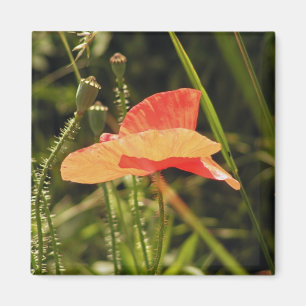 Mohn Magnet
