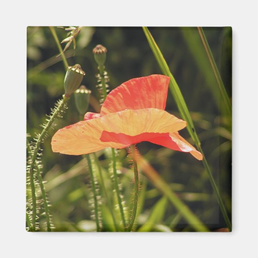 Mohn Magnet (Vorne)