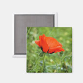 Mohn Magnet (Vorderseite/Rückseite)