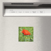 Mohn Magnet (In Situ (Geschirrspüler))