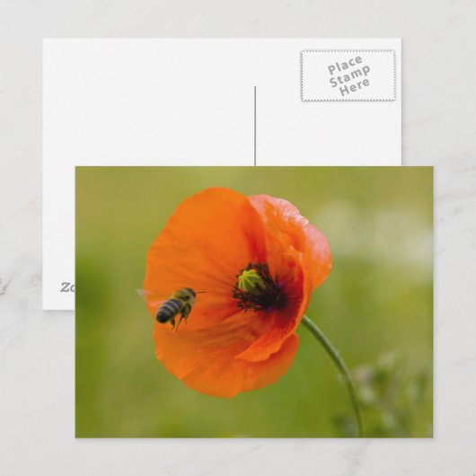 Mohn mit Biene Postkarte (Vorne/Hinten)