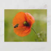 Mohn mit Biene Postkarte (Vorderseite)