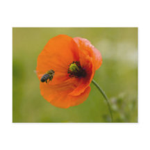 Mohn mit Biene