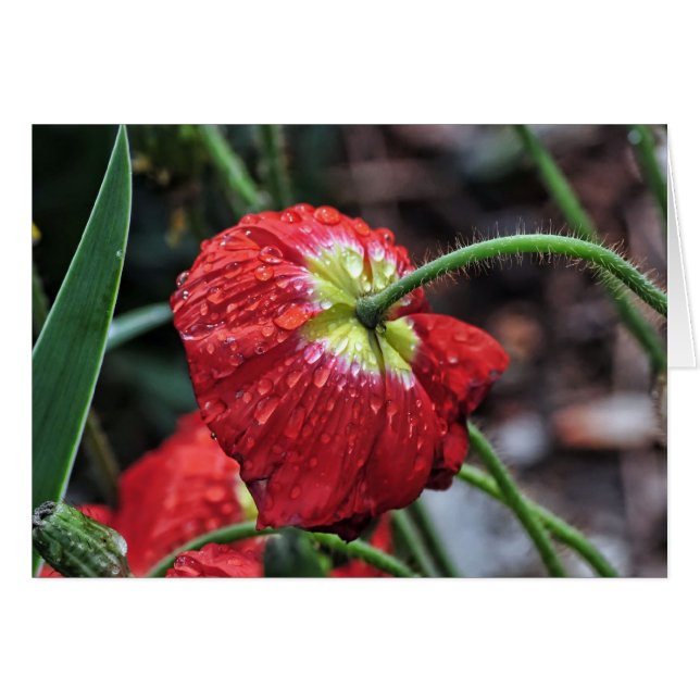 Mohn mit Raindrops (Vorderseite (Horizontal))
