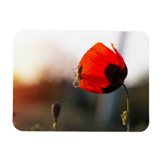Mohn mit Spinne Magnet (Horizontal)