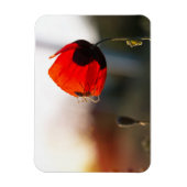 Mohn mit Spinne Magnet (Vertikal)