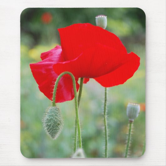 Mohn Mousepad (Vorne)