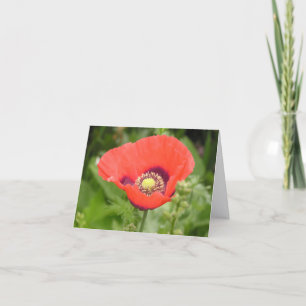 Mohn (Papaver somniferum) Karte