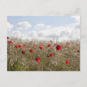 Mohn, Picardie, Somme, Pont Remy Postkarte
