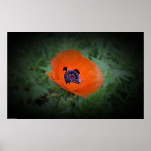 Mohn, Poster
