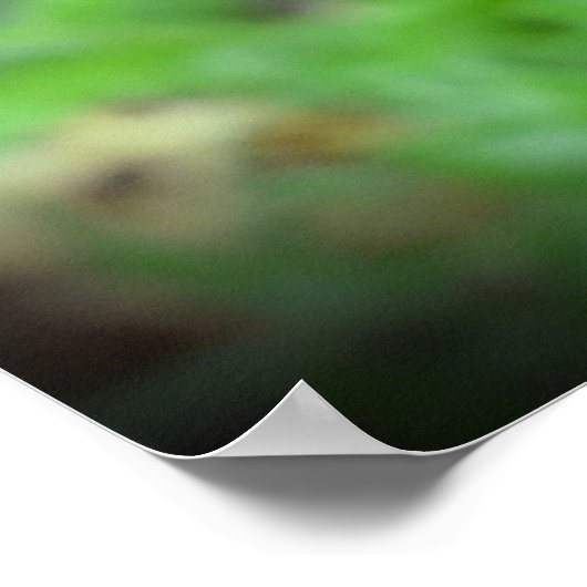 Mohn, Poster (Ecke)