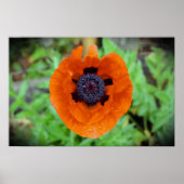 Mohn, Poster (Vorne)