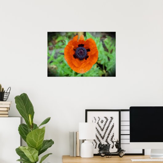 Mohn, Poster (Heimbüro)