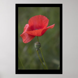 Mohn. Poster von cARTerART