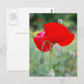 Mohn Postkarte (Vorne/Hinten)