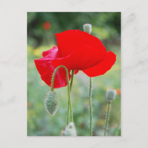 Mohn Postkarte