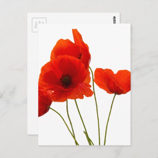 Mohn Postkarte (Vorne/Hinten)
