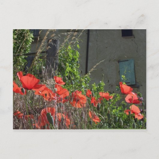 Mohn-Postkarte Postkarte (Vorderseite)