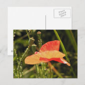 Mohn-Postkarte Postkarte (Vorne/Hinten)