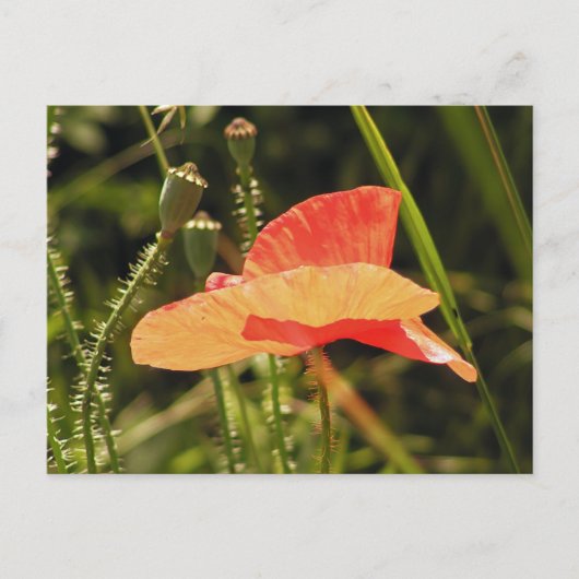 Mohn-Postkarte Postkarte (Vorderseite)